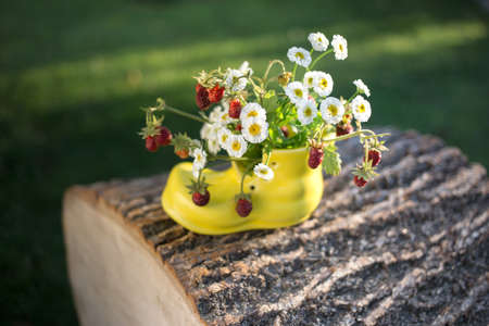 summer bouquet of strawberries and daisies in a vase in the shape of a boot stands on a tree...