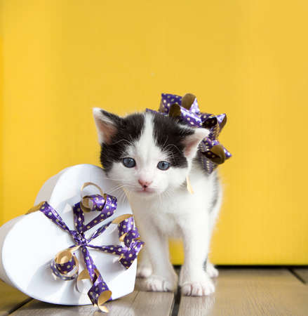 Portrait of a cute black and white kitten with a purple bow next to a heart-shaped gift box on a bright yellow background. Gift with love for birthday, valentine's day.の写真素材