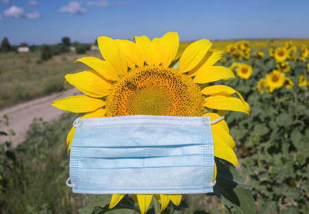 sunny summer day on a field of blooming sunflowers. One big beautiful sunflower in a medical blue mask. Summer 2021, the concept of the need for personal protectionの写真素材