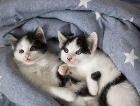 two black and white kittens lie side by side in an embrace on a gray blanket. Love for cats. The comfort of pets. Tendernessの写真素材