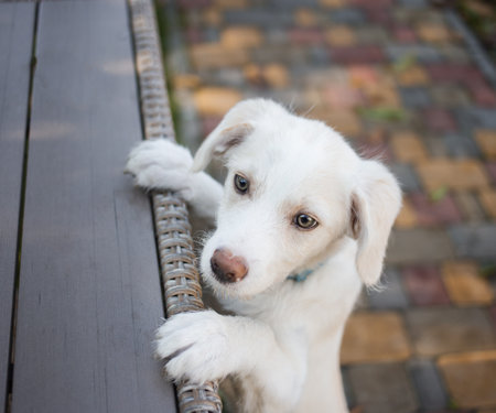 cute lovable white retriever puppy stands with its front paws on the table, close-upの写真素材