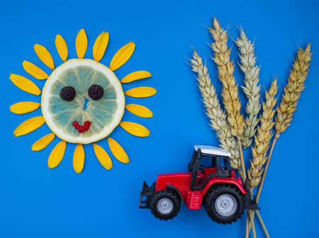 Red toy tractor on a blue background. Five ears of wheat. A sun of citrus and flower petals. Harvesting. Agronomy. Creative farming. Wheat harvest. World Agriculture Dayの写真素材