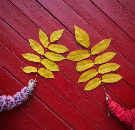 two childrens hands are holding big yellow autumn leaves on a burgundy - red wooden background. Autumn mood, walking with children, observing natureの写真素材