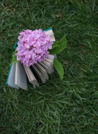 open book stands upright on the green grass. Above is a pink hydrangea flower. cozy atmosphere for reading lovers. Rest, self-education, favorite book. Selective focusの写真素材