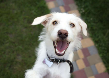 funny close-up portrait of muzzle of white happy cheerful active healthy young dog. The dog smiles, bouncing up. Faithful friend of man, favorite pet. Walking activitiesの写真素材