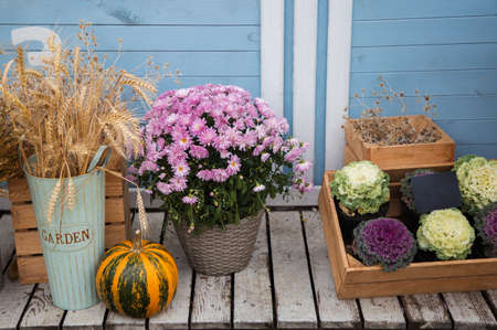 Autumn composition of orange pumpkin, spikelets and chrysanthemums in pots, ornamental cabbage for decorating the facade of the house. beautiful street decorの写真素材