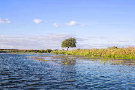 lonely tree growing on the banks of the river, View from the water. blue sky. Beautiful harmonious...
