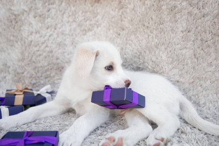 adorable cute white puppy lies on a light background. In his teeth he holds small gift box tied with...
