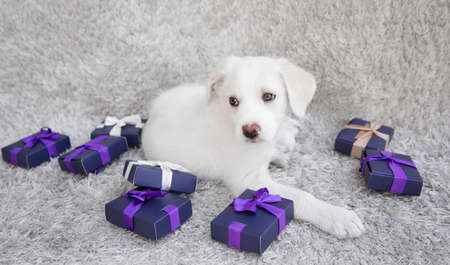 adorable cute white puppy lies on light carpet. There are many small gift boxes around it, tied with...
