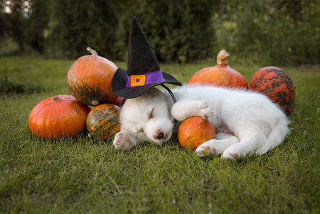 white puppy in a witch hat sleeps next to a set of beautiful orange pumpkins. Getting ready for...