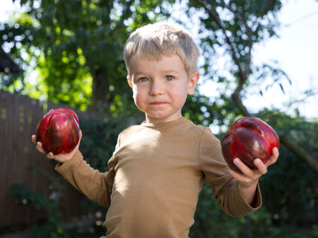 Portrait of a cute boy 4 years old with two big red bell peppers in his hands. Harvesting, helper. autumn warm sunny day.の写真素材