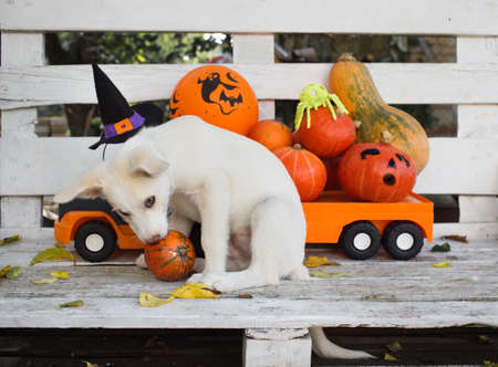 cute white puppy is sitting on a bench, sniffing a pumpkin. Behind it is a large children's toy car, loaded with various orange pumpkins. Preparing for the holiday Halloween. Festive decorationの写真素材