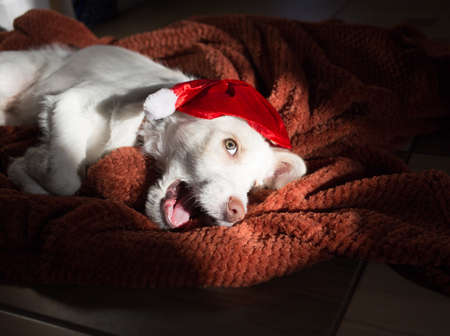 adorable cute funny white puppy in a red Santa hat lies on a soft blanket, illuminated by the sun. Cozy Christmas Eve. Favorite funny pet indulges at homeの写真素材