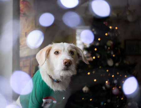 muzzle of a domestic mongrel white dog, stands against the background of a Christmas tree. Favorite pet. Christmas concept. Happy New Year atmosphere. Festive bokehの写真素材