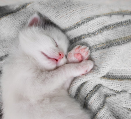 white newborn kitten sleeps sweetly in a soft knitted scarf. Cute cat face. Coziness and tenderness of petsの写真素材