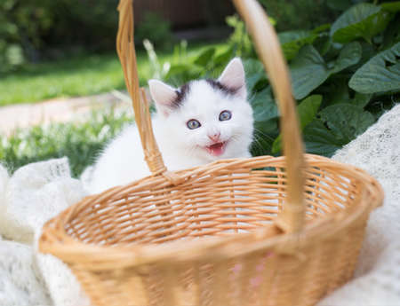 cute funny white kitten with black ears sits in the garden near in a wicker basket and seems to be smiling. Feline childhood, hello summer, harmony of nature. Favorite petの写真素材