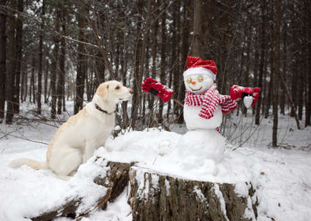 white dog sits near a cute snowman in a Santa hat and a striped scarf and looks at him with interest. Winter season in a snowy forest. Friendship, humor, Christmas holidaysの写真素材