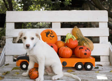 cute white puppy sits on a bench near a large children's toy car loaded with orange pumpkins. Getting ready for Halloween. Festive street decorationの写真素材