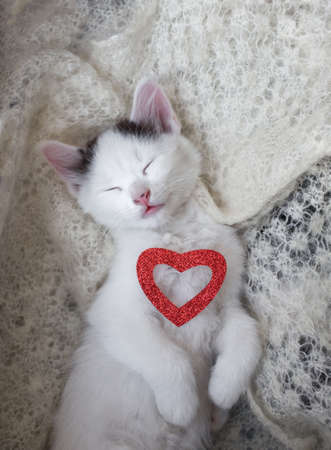 sleeping kitten lies with a red heart on its chest on a soft blanket. A symbol of love and tenderness. Valentine's Day concept. Top-down viewの写真素材