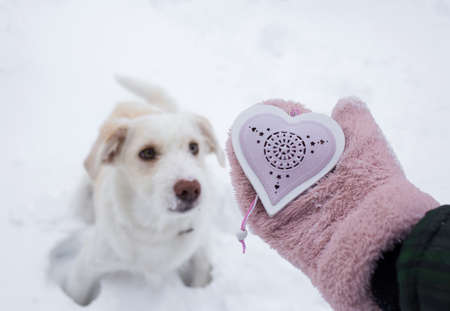 muzzle of a white dog and a woman's hand in soft pink mittens holding a souvenir heart. Love for a pet. Friendship of people and animals. Winter cold seasonの写真素材