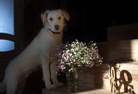 gypsophila flowers, the word love made of plywood, a white young dog is standing on the step of a wooden staircase. Comfortable life of your beloved pets. Light and shadeの写真素材