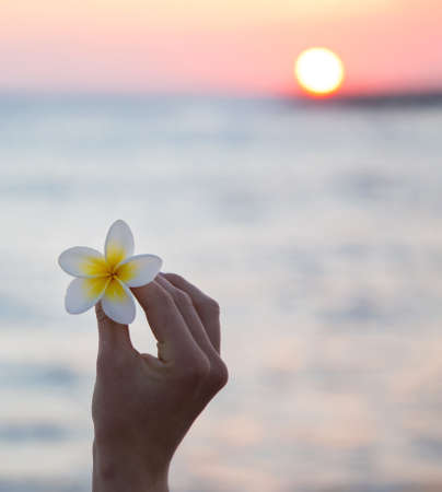 plumeria flower in the girl's hand and against the backdrop of the setting sun and the sea. Good...