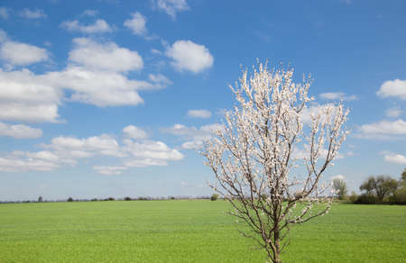 Blooming spring tree against a bright green field and blue sky with white clouds. walk outdoors, harmony, energy of nature. Hi spring. nature comes to life. flora inspirationの写真素材