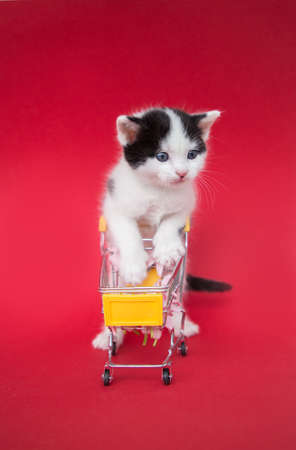 shorthair black and white kitten with a souvenir shopping trolley in a supermarket on a red background. Discount season, ready to buy. Cheerful cat childhood. funny animal photoの写真素材