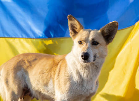Portrait of a yard dog, a beloved pet against the background of the yellow-blue Ukrainian flag. Ukraine wants peace. Support Ukrainians. Veterinary care during the war in Ukraineの写真素材