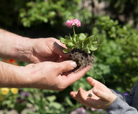 children's and adult hands hold blooming daisy flower with roots. Eco concept, family gardening. earth day. the family plants flowers in the spring in the garden. Gardening with love. selective focusの写真素材