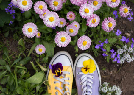 feet in colorful yellow and lilac youth rag sneakers among small pink flowers of daisies. walk in...