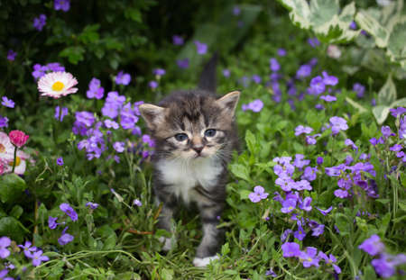 small tabby kitten walks in the garden among many small purple flowers. cat's childhood, beautiful postcards, harmony of nature, tendernessの写真素材