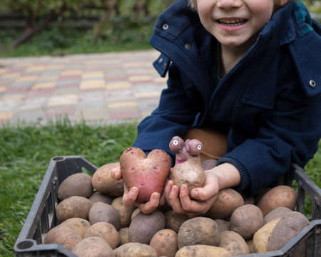 boy smiling near pile of freshly dug potatoes, holding two funny custom potatoes. agriculture, fun organic farming. Advertisement for potato chips. Good harvest, little helper. harvest seasonの写真素材