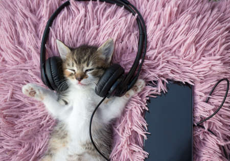 Sleeping cute little kitten in headphones and with a phone on a pink soft pillow. pet comfort. Favorite pet. Humorの写真素材