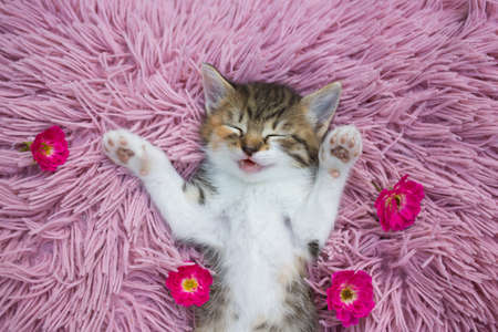 cute white-brown kitten sleeps sweetly on a pink pillow, lying on its back, paws spread. Rest of domestic cat, cozy childhood of petsの写真素材