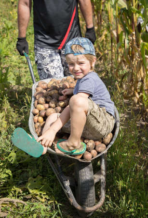 unrecognizable man is carrying a boy and a lot of freshly dug potatoes in a wheelbarrow. organic farming. Good harvest, little helper. farm games. harvest seasonの写真素材