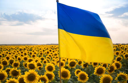 large satin flag of Ukraine in yellow and blue colors flutters against the backdrop of many blooming sunflowers and sky. pride, freedom, symbol of the country, patriotism. Ukraine's Independence Dayの写真素材