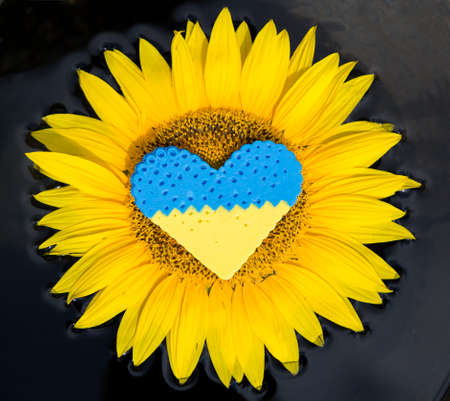 yellow-blue heart lies in the center of sunflower flower. Artistic image of wounds in hearts of Ukrainians suffering from war in their homeland. Pain, feelings. love for Ukraine. concept of rebirth, hopeの写真素材