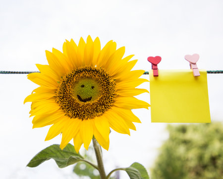 yellow sunflower flower with a smile on it and a piece of paper for writing on it, pinned to a rope on a light background. copyspace. Smile day, postcard, positive, festive moodの写真素材