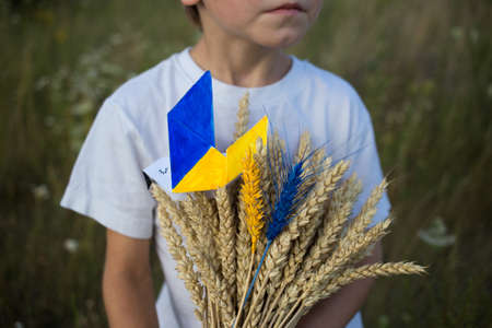 in hands of unrecognizable boy, bouquet of spikelets of wheat, on which sits paper dove of peace, with yellow-blue wings, two spikelets painted in colors of Ukrainian flag. Concept Stop war in Ukraineの写真素材