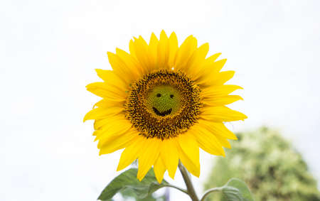 yellow sunflower flower with cut smile and eyes on it on a light background. Smile day, postcard, positive, festive mood. hello summerの写真素材