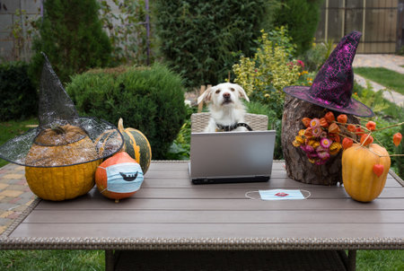 funny white dog sits at a table in the garden in front of a laptop next to orange pumpkins decorated...