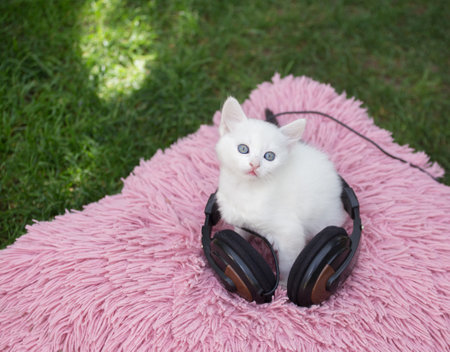cute kitten sits on a pink pillow in headphones. pet comfort. Favorite pet. Humor. Cat-music loverの写真素材