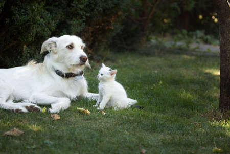white big dog lies next to a sitting small white kitten on the green grass. friendly meeting, relations between animals, acquaintance with a new pet. live togetherの写真素材