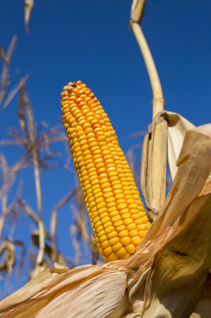 Cultivation of corn on a farm, agribusiness of grain crops. dry large yellow corncob ready to be...