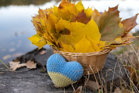 wicker basket full of fallen yellow-orange leaves with a yellow-blue Ukrainian knitted heart. the...