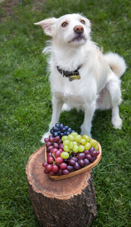 funny portrait of a naughty healthy young white dog. A dog on a green lawn sits near a plate with colorful grapes. favorite petの写真素材