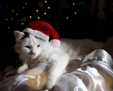 white kitten in a Santa hat has a sweet rest on the background of the Christmas tree. Festive cozy vacation for beloved petの写真素材