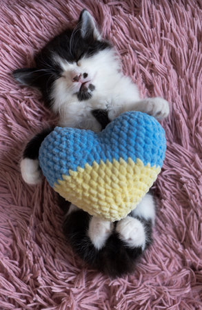 white and black kitten sleeps lying on his back on pink soft pillow. Holds yellow-blue knitted heart with its paws. Rest of domestic cat, cozy childhood of pets. Support Ukraine, peace for Ukrainiansの写真素材
