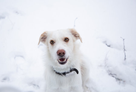 Winter, happy white dog sits on the snow during a walk, looks up. The joy of pets in nature in the winter cold seasonの写真素材
